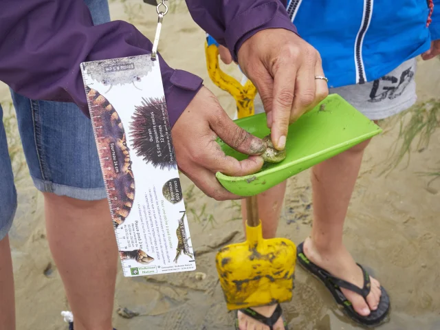 Checking shell sizes with rulers