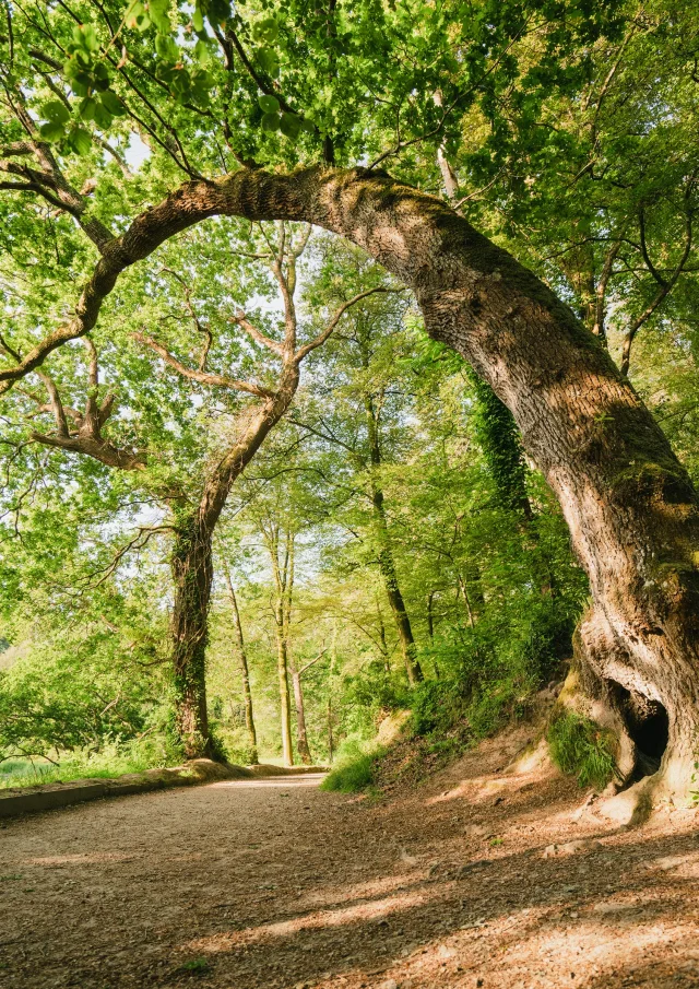 Giraffe tree in the Bois de Penfoulic in Fouesnant - voted remarkable tree