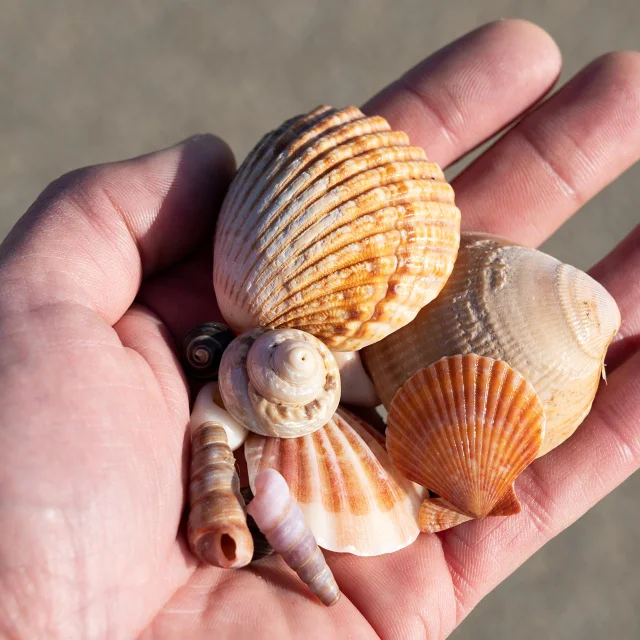 Shellfish in your hand on the beach in the Breton Riviera