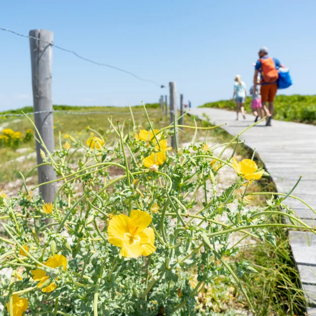 Archipel der Glénan, Ile Saint Nicolas, Fouesnant