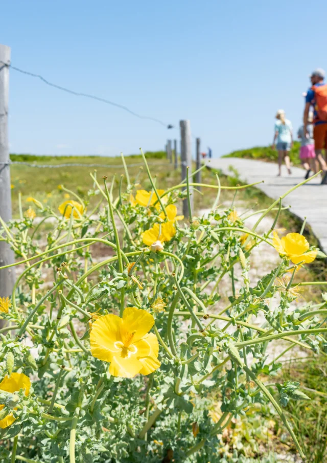 Archipel des Glénan, Ile Saint Nicolas, Fouesnant