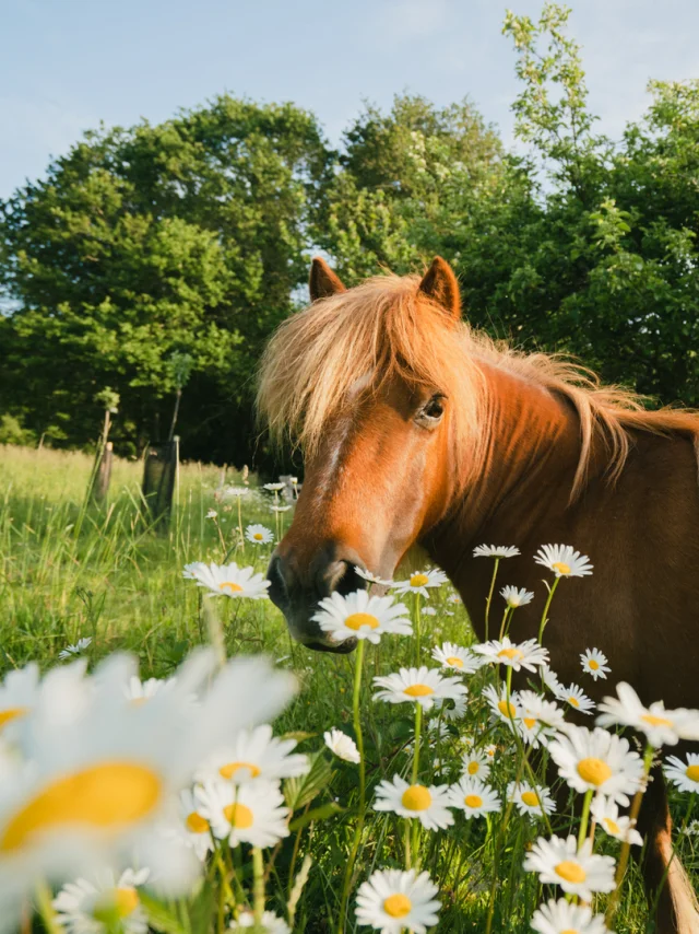 Poney du bois de Penfoulic à Fouesnant