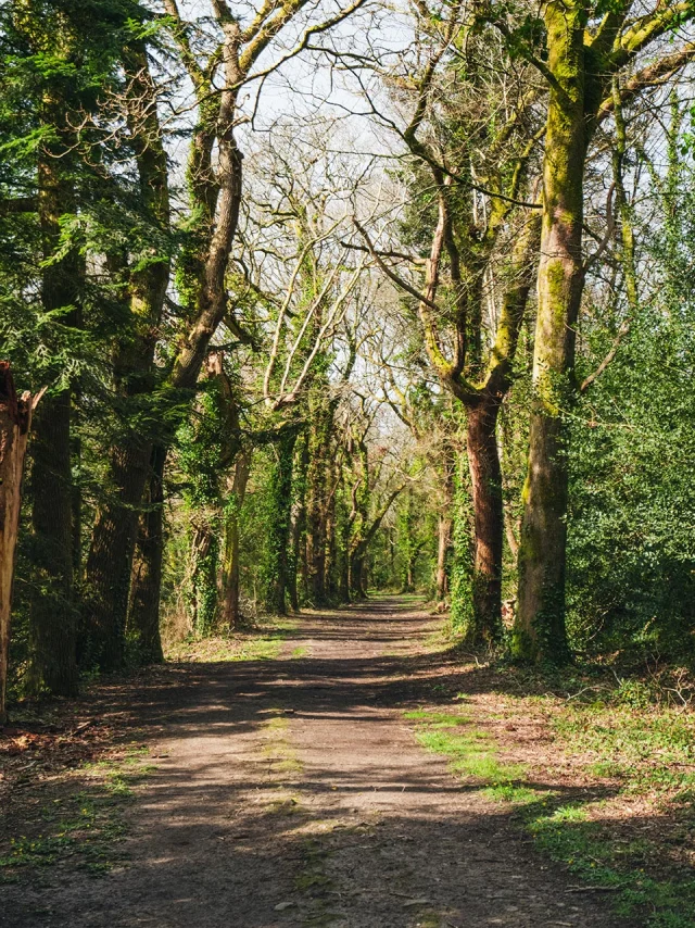 Allee Boisee Du Bois Du Moustoir A Saint Evarzec