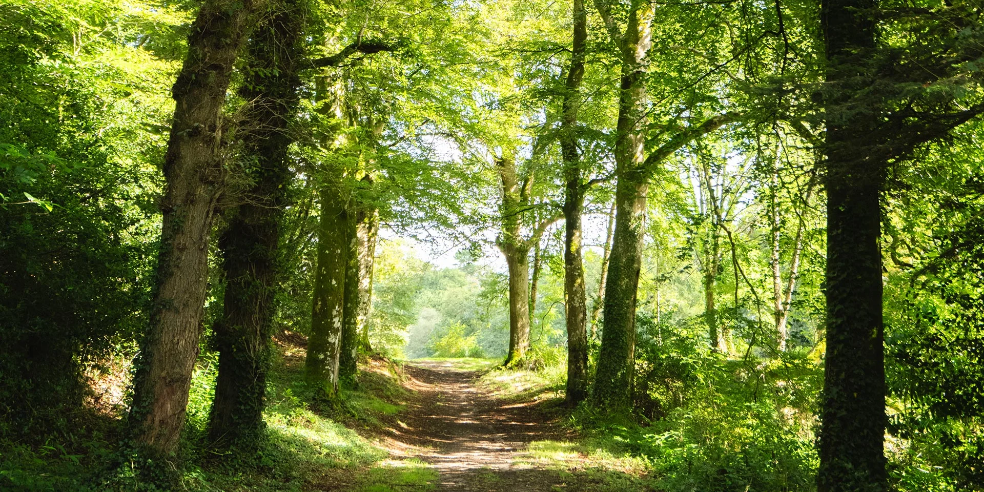 Allee De Chenes Dans Le Bois Du Moustoir A Saint Evarzec