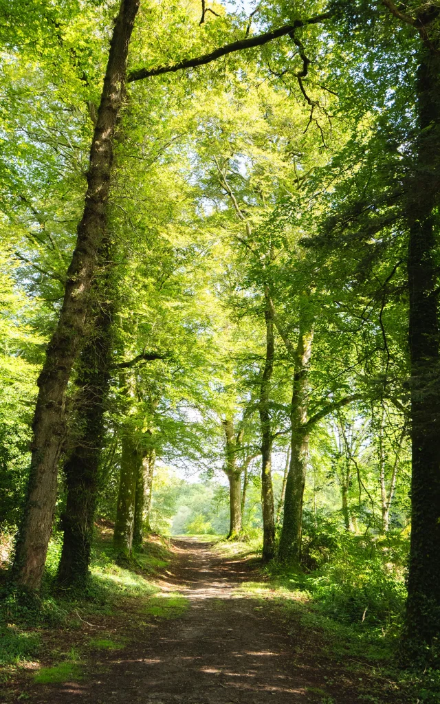 Allee De Chenes Dans Le Bois Du Moustoir A Saint Evarzec