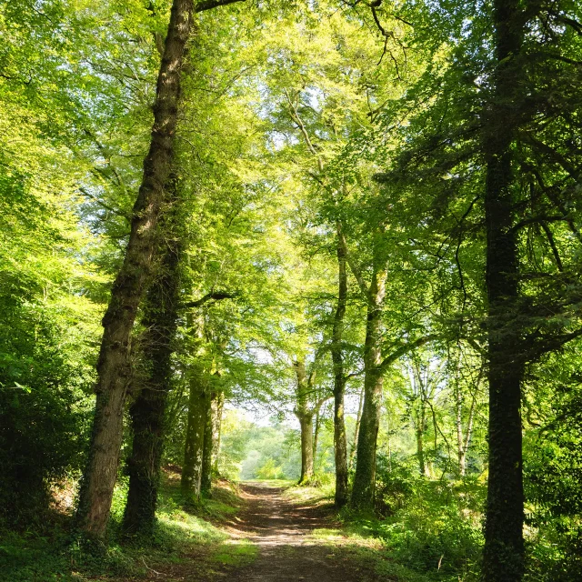 Allee De Chenes Dans Le Bois Du Moustoir A Saint Evarzec