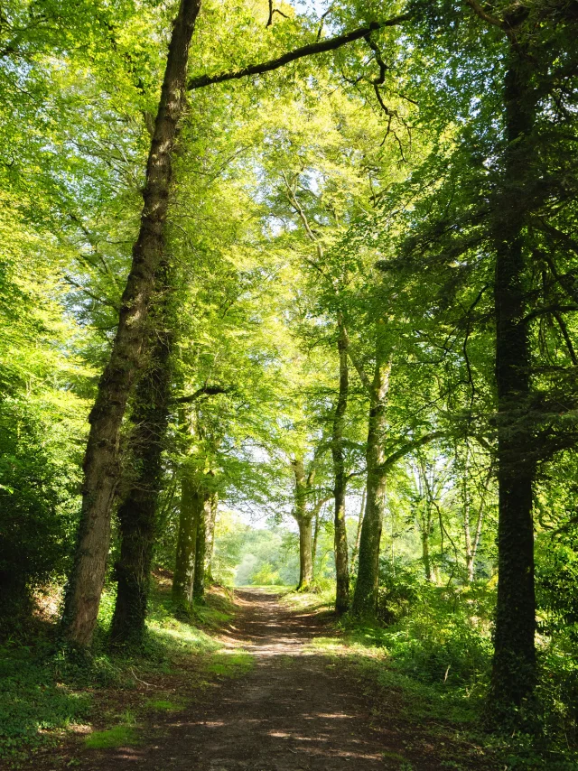 Allee De Chenes Dans Le Bois Du Moustoir A Saint Evarzec