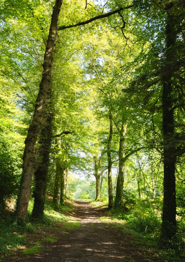 Allee De Chenes Dans Le Bois Du Moustoir A Saint Evarzec