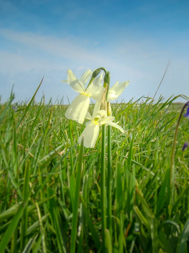 Narcisse des Glénan, Archipel des Glénan, Fouesnant