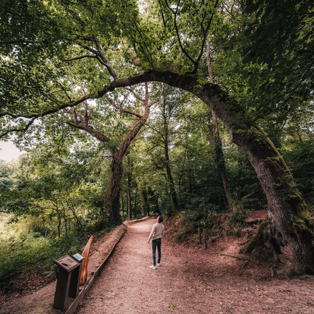 Giraffenbaum im Bois de Penfoulic in Fouesnant