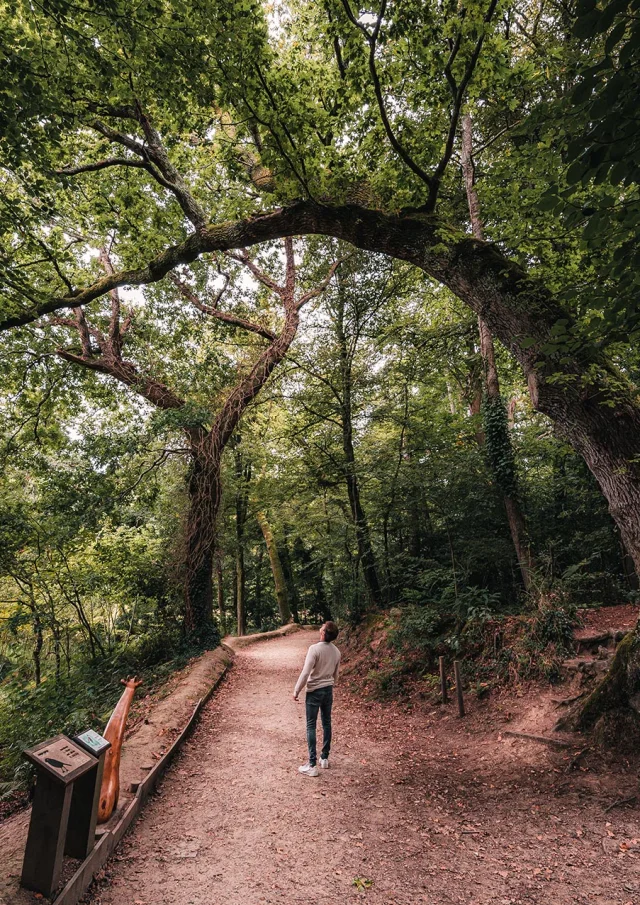 Arbre Girafe du bois de Penfoulic à Fouesnant