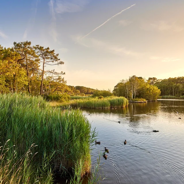 Marais de Mousterlin à Fouesnant