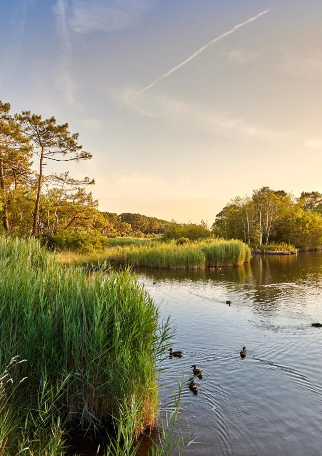Mousterlin marsh in Fouesnant