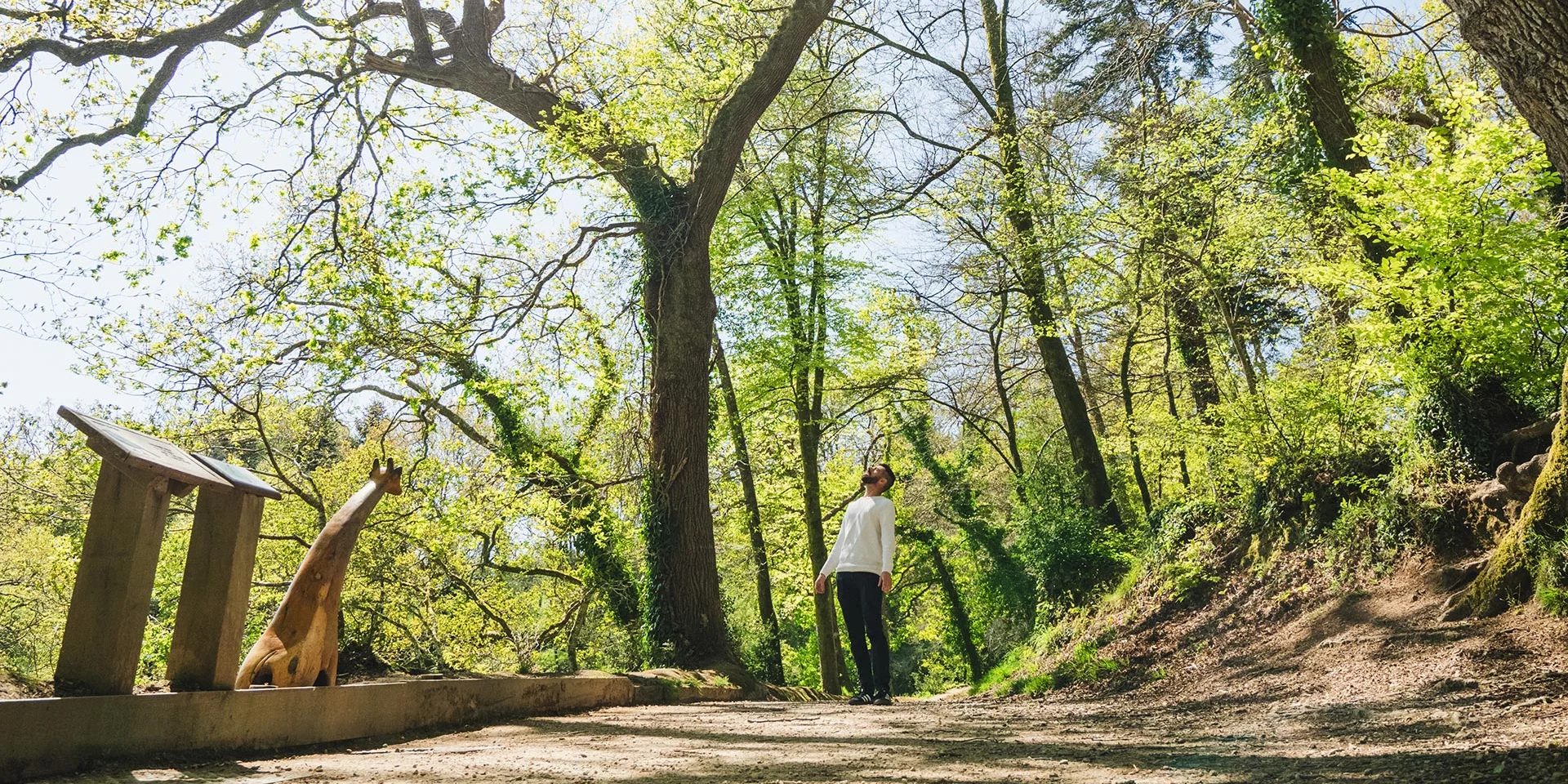 Larbre Girafe Du Bois De Penfoulic A Fouesnant