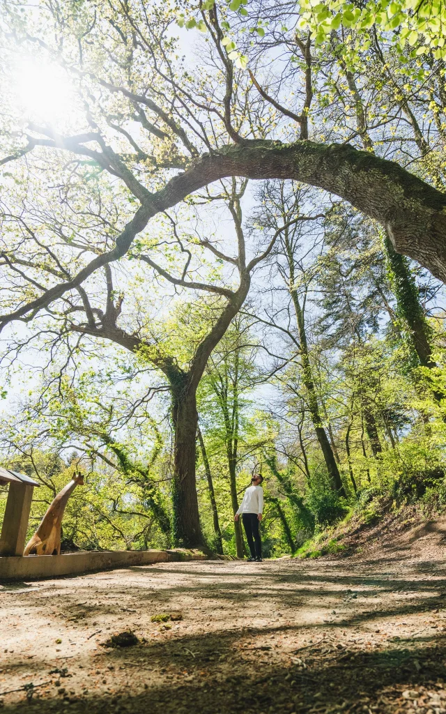 Larbre Girafe Du Bois De Penfoulic A Fouesnant