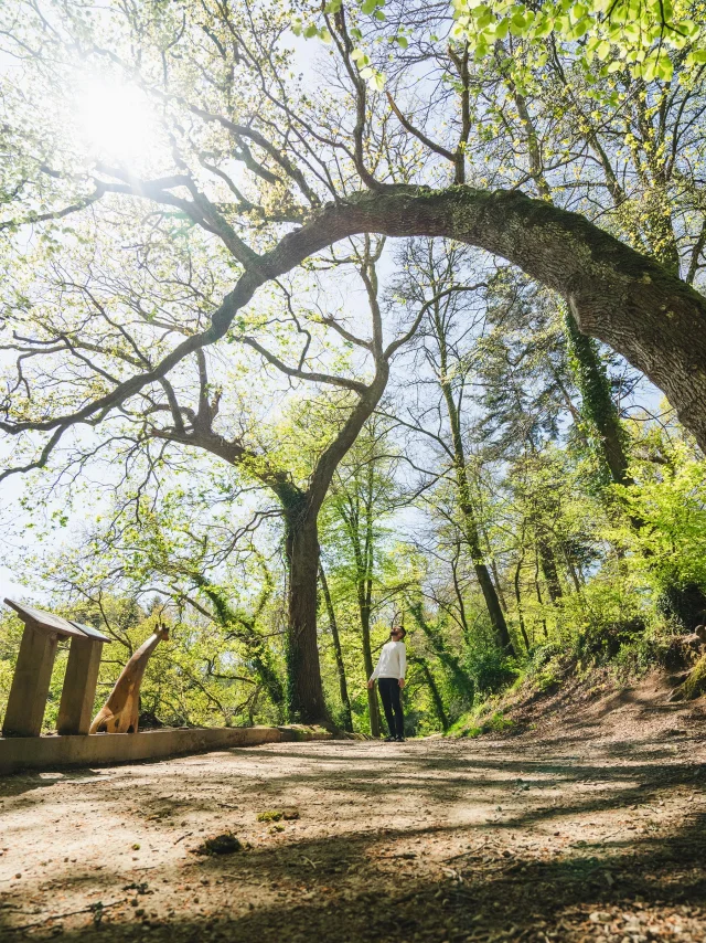 Larbre Girafe Du Bois De Penfoulic A Fouesnant