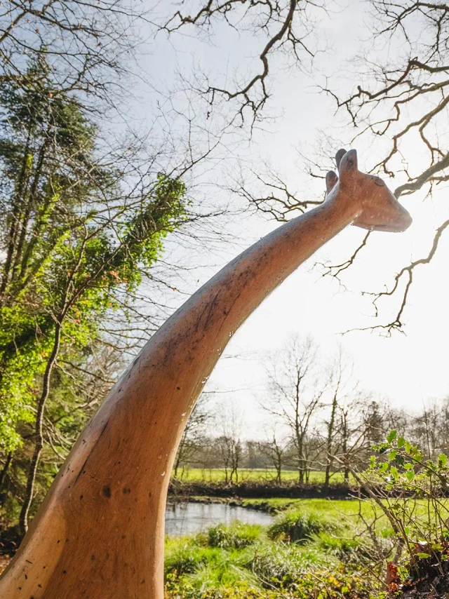 Sculpture En Bois Dune Girafe Pres De Larbre Girafe Dans Le Bois De Penfoulic