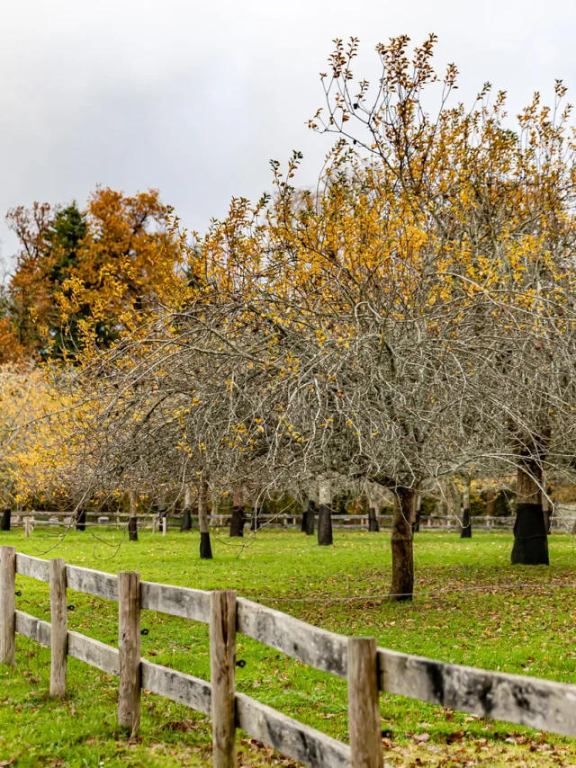 Widepixel Verger Du Conservatoire De Penfoulic 5104