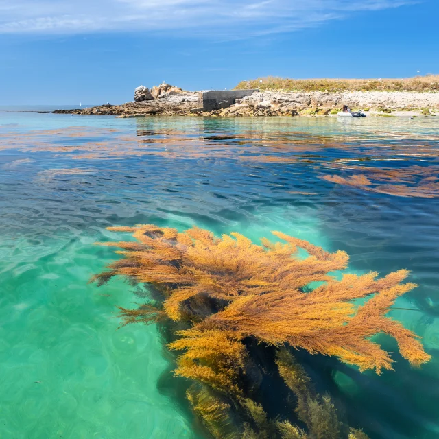 Plongée aux Glénan