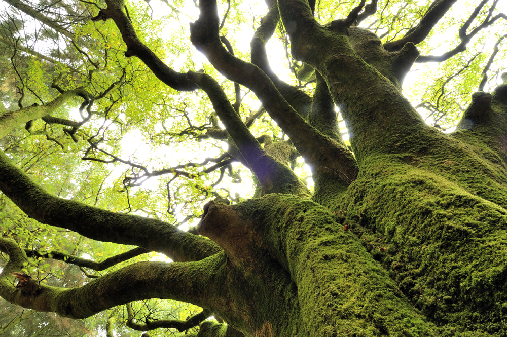 Arbre de la forêt de Brocéliance