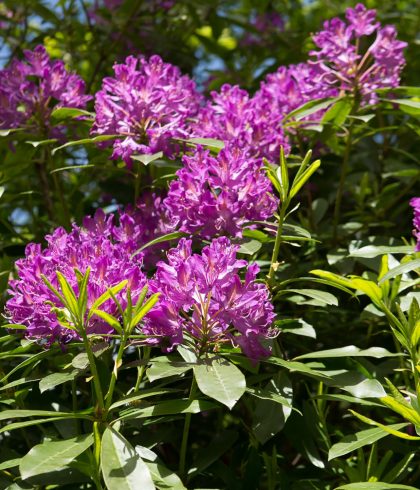 Rhododendrons