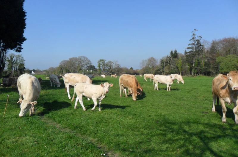 Camping Bienvenue à la Ferme de Léanou