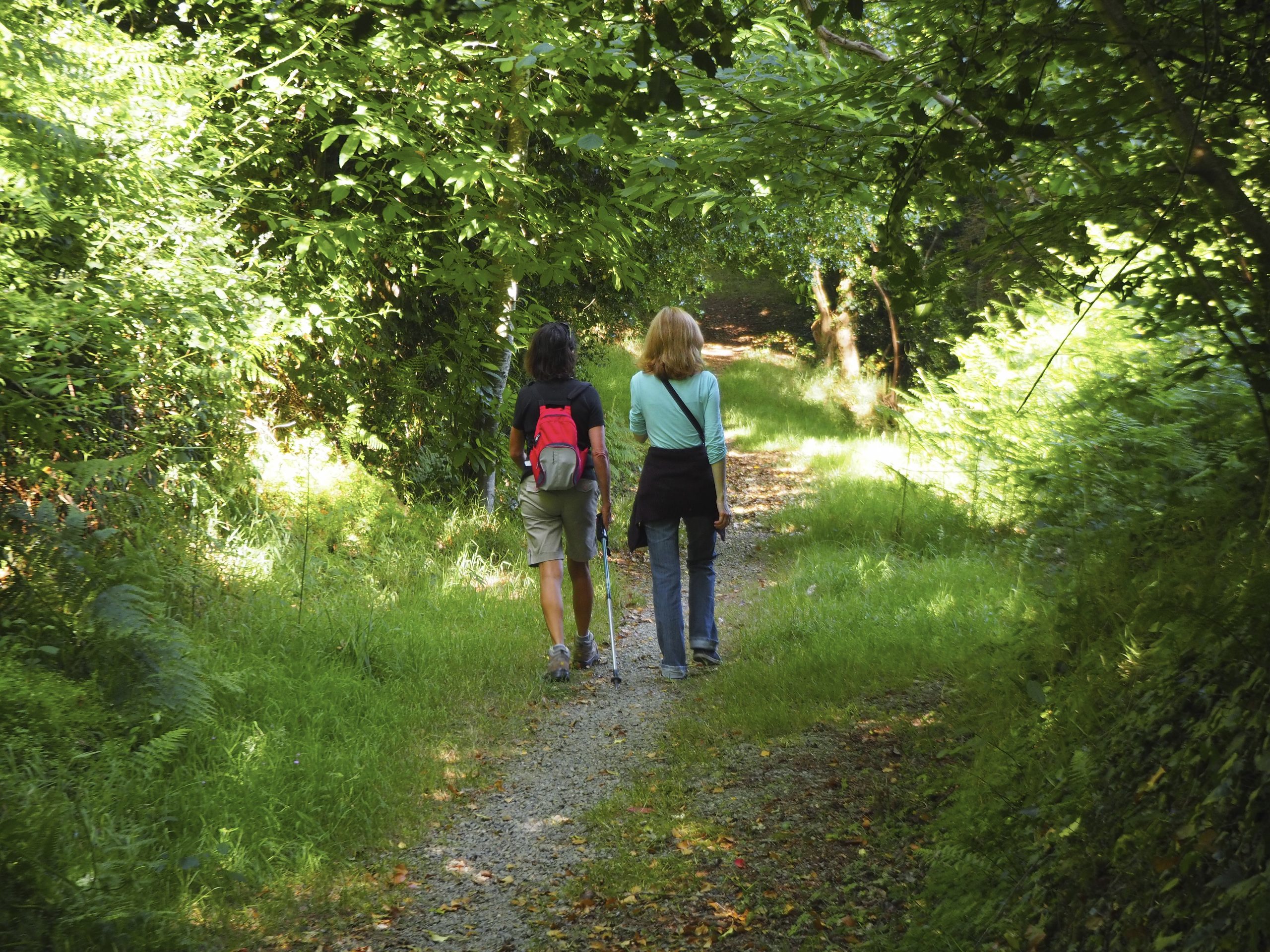 Sentier forestois