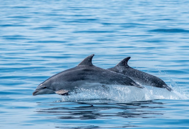 Faune-Ocean—PHOTO-PRINCIPALE—grand-dauphin—sebastien-roques