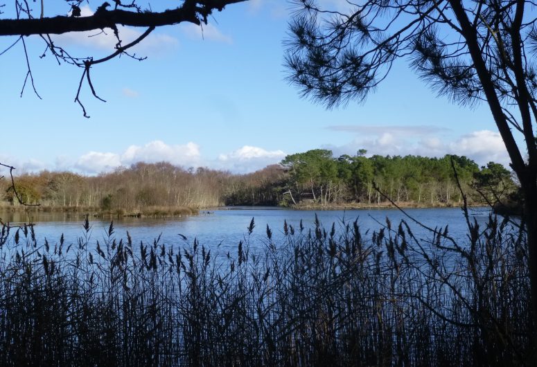 Marais de Mousterlin 4