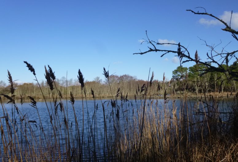 Marais de Mousterlin 2