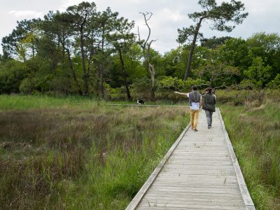 Les oiseaux des marais