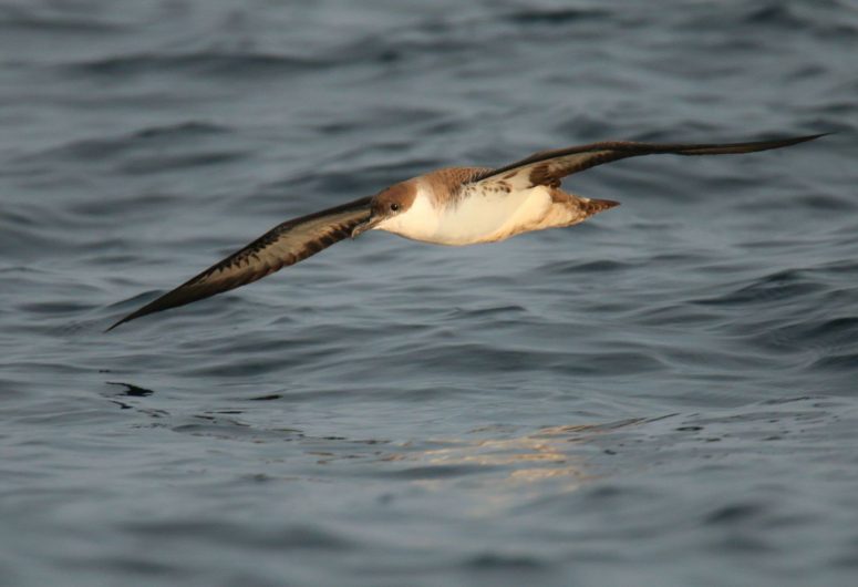 puffin-majeur-2—sylvain-reyt-3