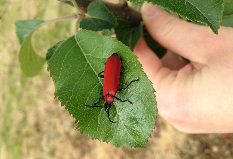 Sortie nature – Les Vergers de Kermao